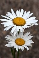 two daisies close up