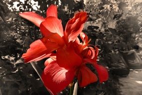 big red flower