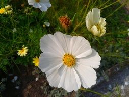White plant in a meadow