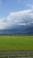 rain in a field
