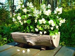 white decorative flower in the garden