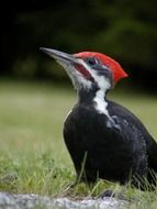 spectacular beautiful woodpecker bird