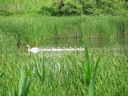 Swan family in the pond among the grass