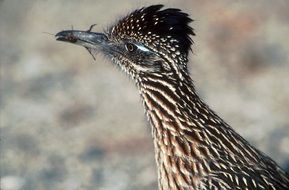 greater roadrunner bird