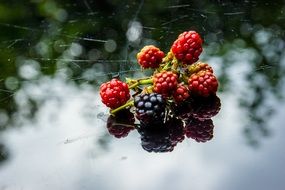 wild berries on a web close up