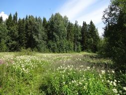 flower meadows between the trees