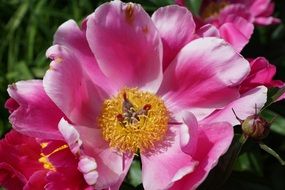 a large pink peony bud