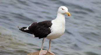 black-winged gull on the background of the sea