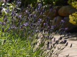 blooming lavender along the path in the park