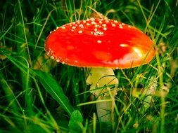 bright shiny mushroom among green grass close up
