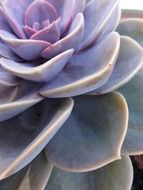 purple green succulent plant