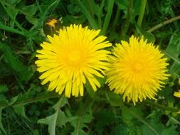 Two bright yellow dandelions among green grass