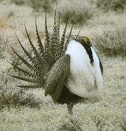 greater sage grouse bird