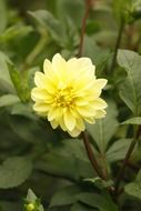 flower a peony