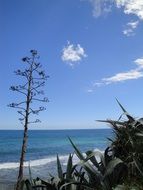 tree on the coast of the mediterranean sea