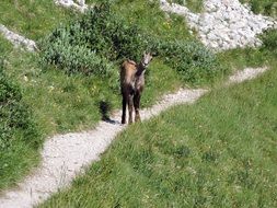 Chamois on the mountain