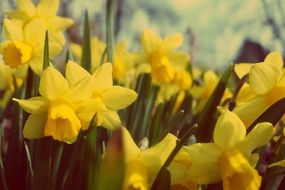 close-up of yellow daffodil flowers on the bush