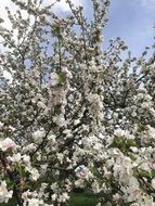 apple tree in bloom