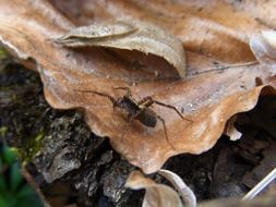 spider on a dry leaf close-up on blurred background