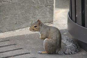 gray squirrel sits on a city street