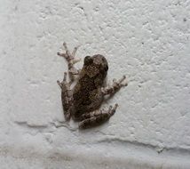 frog on a white wall close up