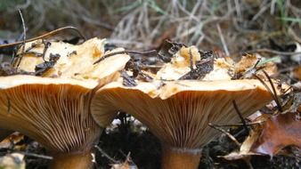 Wild mushrooms in nature