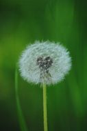 summer dandelion flower on a blurred background