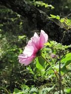 extraordinary cute forest plant