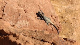 wonderful desert lizard