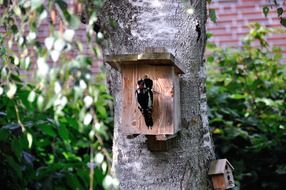 wooden house for woodpecker