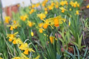 flower bed with yellow daffodils close-up on blurred background