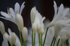 attractive flower white