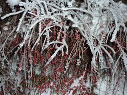 frozen bush with berries