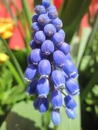 Blue flowers in Netherlands