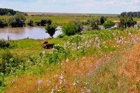 vegetation near the lake