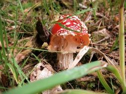 old spotted fly agaric on a forest cover