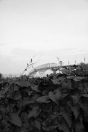 Black and white photo of leaves and Bridge