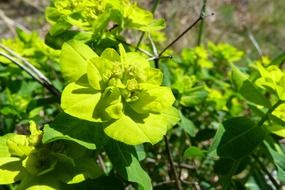 green flowers