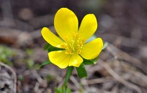 delicate yellow flower in early spring