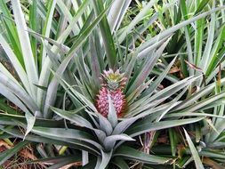 pineapple among oblong leaves