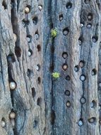 woodpecker hole in a tree trunk