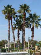 green palm trees on an island in summer