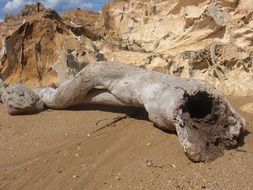 anthropomorphic dry log on sand at rock