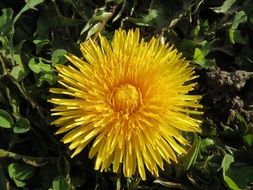 dandelion species macro