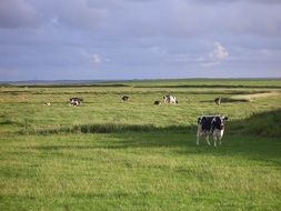 cows in a green meadow