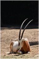 antelope scimitar oryx