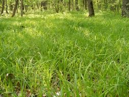 fresh green grass in the forest