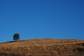 lonely tree on a hill under the blue sky on a sunny day