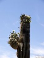 cactus in Arizona desert