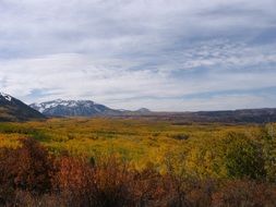 colorado trees